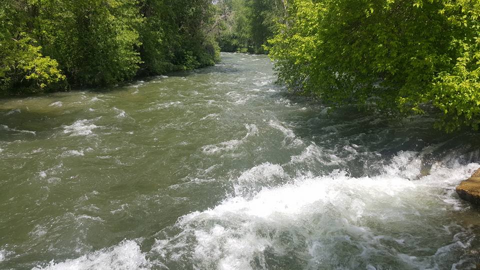 White rapids in a river surrounded by trees