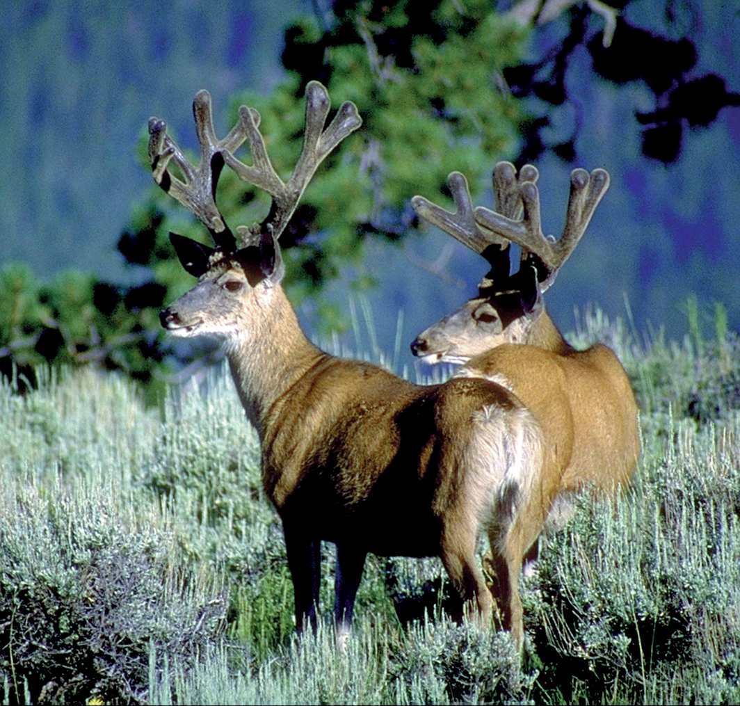 Two mule deer bucks with velvet on their antlers