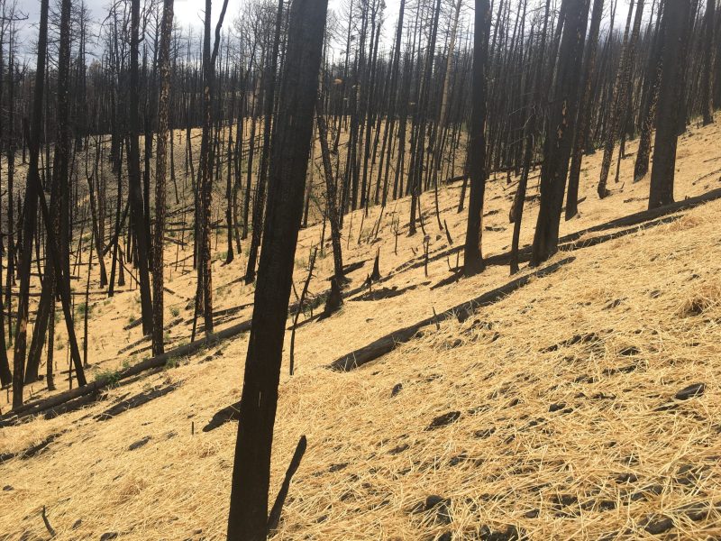 Brianhead wildfire trees aftermath