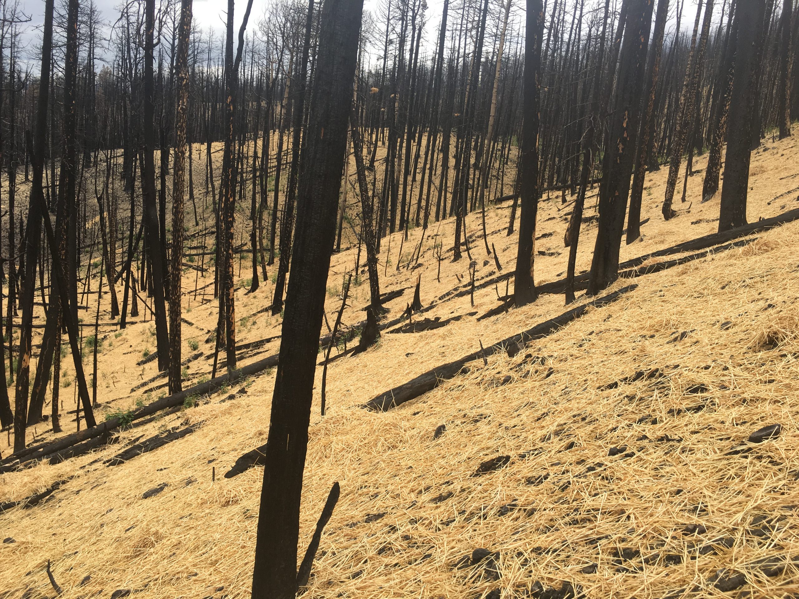 Featured image for 36 Statewide Wildfire Restoration Projects Announced