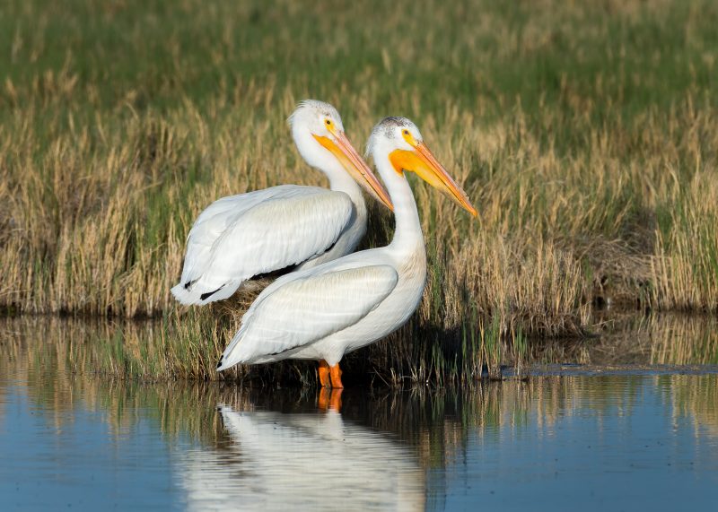 Two Pelicans standing in grass and a creek
