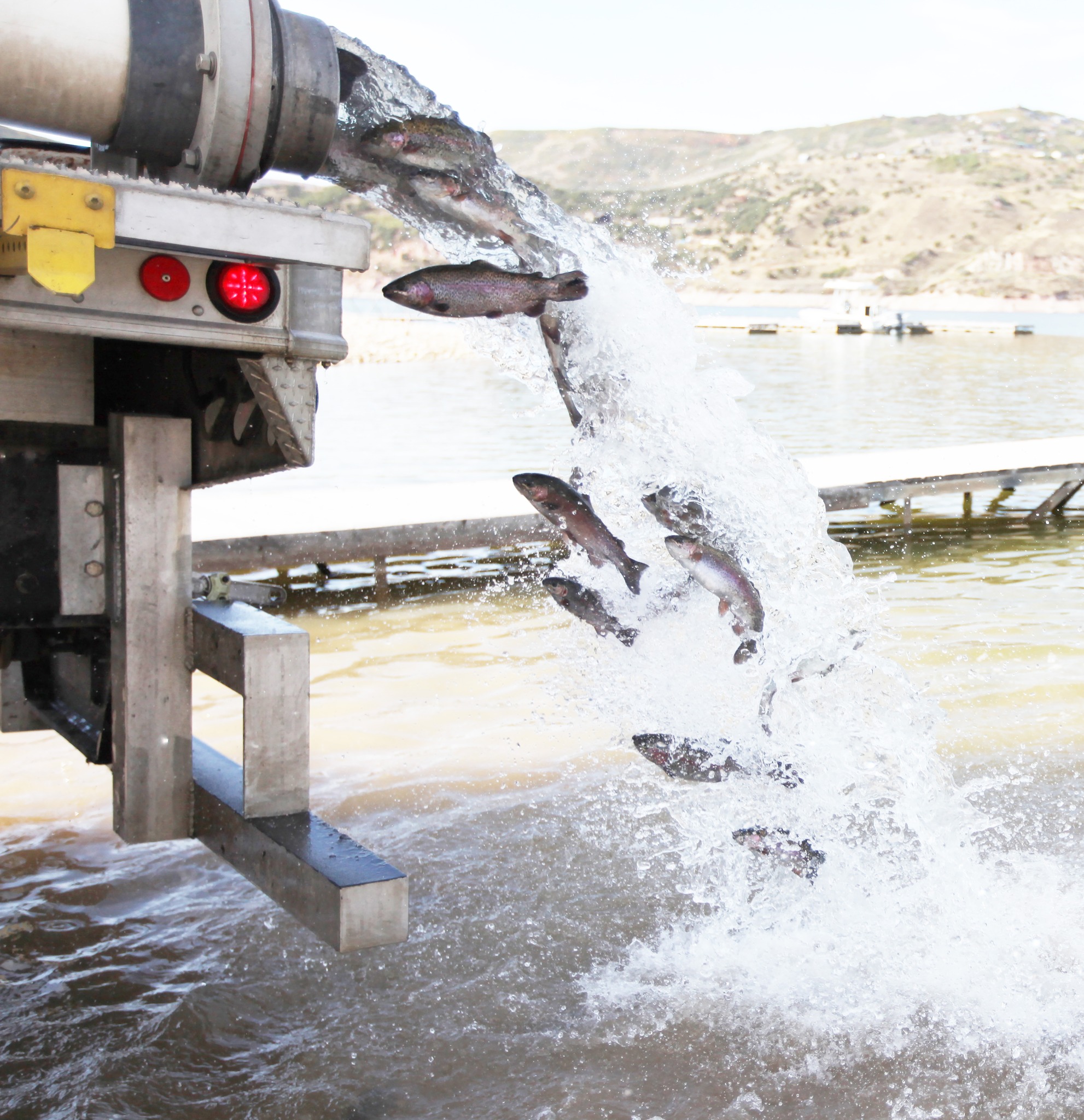 Featured image for Division of Wildlife Resources stocks more than 12.8 million fish throughout Utah in 2024