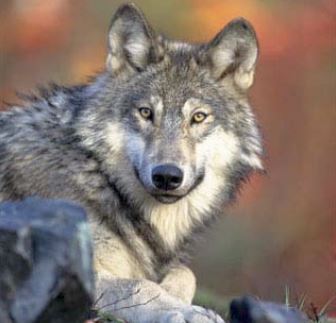 close up headshot of gray wolf