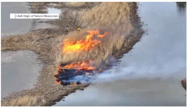 Featured image for Phragmites burn on the Great Salt Lake