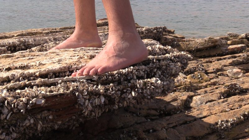 close up of person's feet standing on quagga mussels