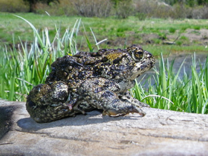 Western toad sitting on a log