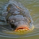 Common carp, swimming partially above water