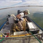 DWR employee studying common carp at Pelican Lake
