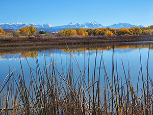 Division of wildlife resources habitat during the fall