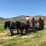 DWR employee in a horse-drawn wagon pulling bales of hay