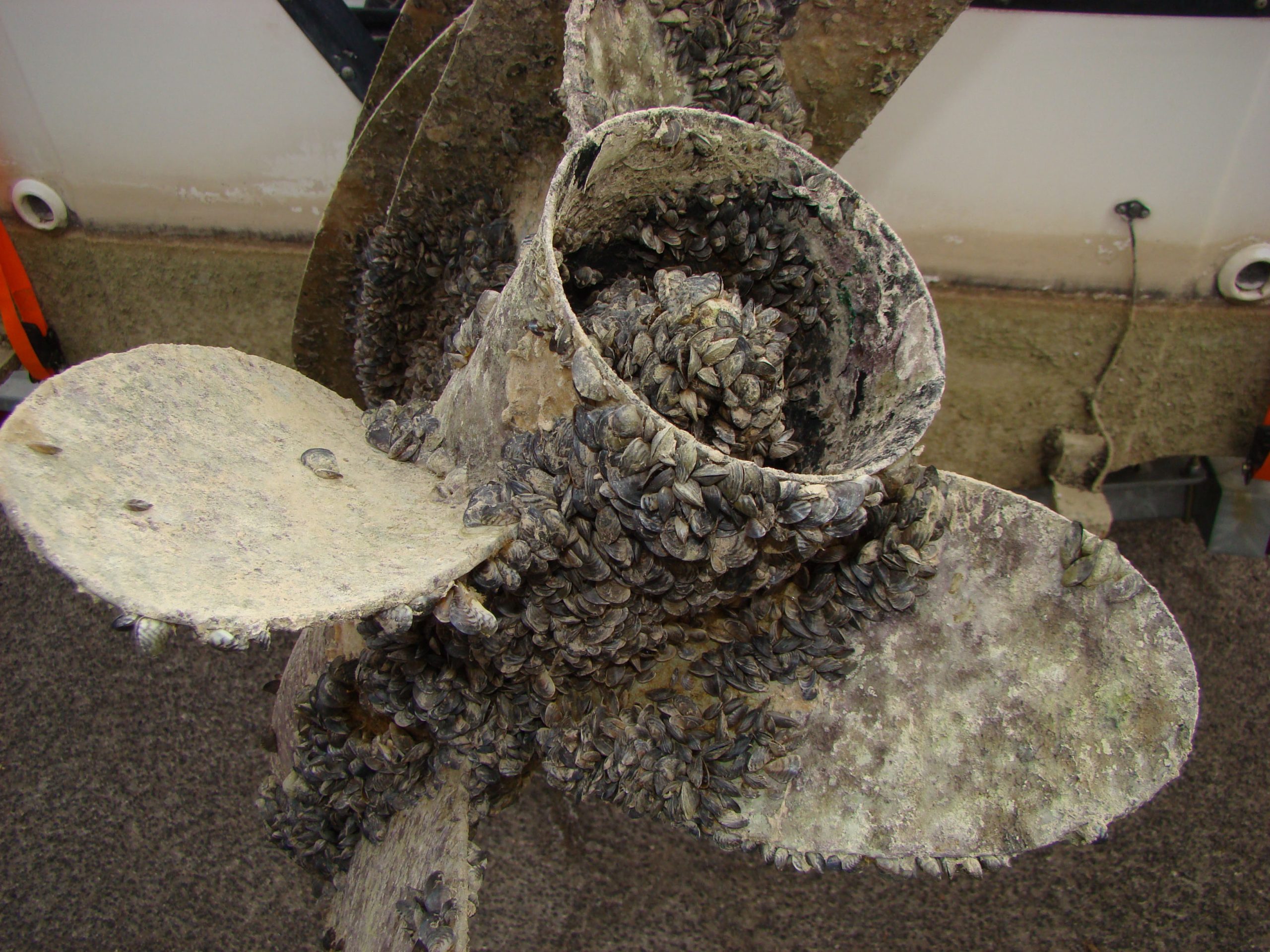 Featured image for 157 Boats Found with Quagga Mussels, 17 People Cited at Lake Powell