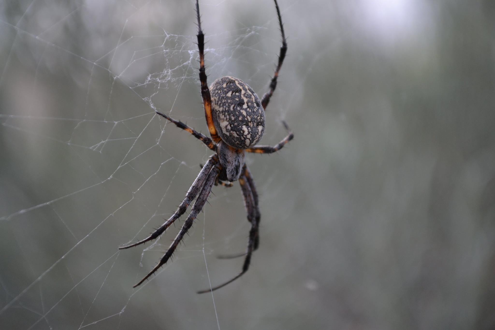 Featured image for 2019 Antelope Island Spider Fest Scheduled for Saturday
